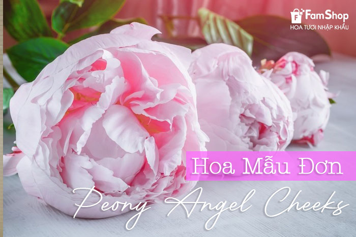 Hoa mẫu đơn Peony Angel Cheeks Hoa mẫu đơn Peony Angel Cheeks