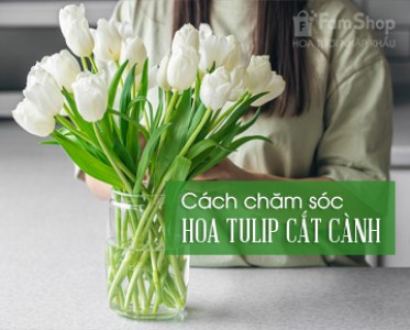 Cách chăm sóc hoa tulip cắt cành