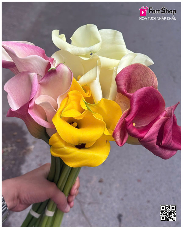Hoa Calla LiLy - Hoa Rum
