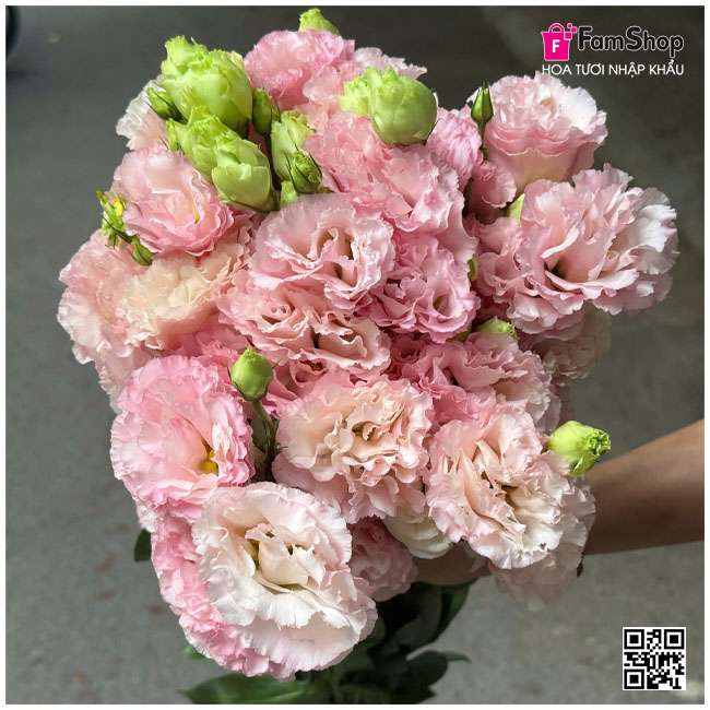 Hoa cát tường hồng