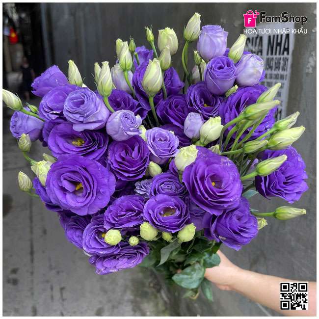 Hoa cát tường tím Hoa cát tường tím