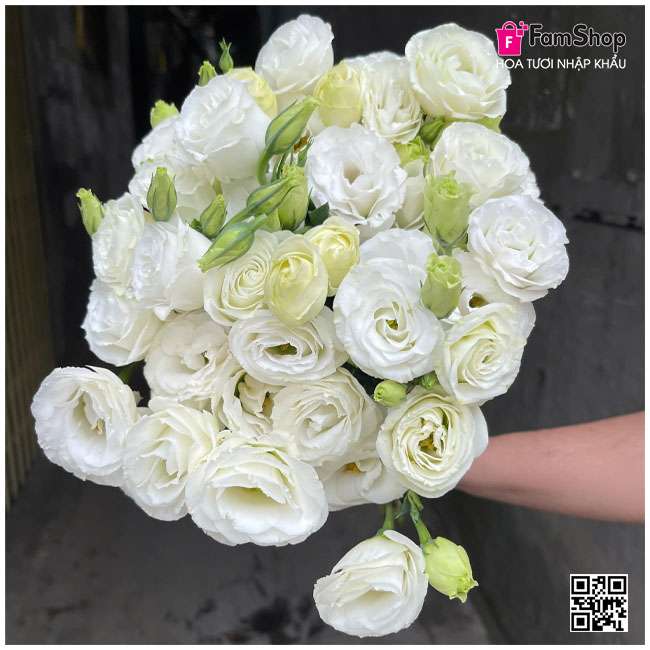 Hoa cát tường trắng Hoa cát tường trắng