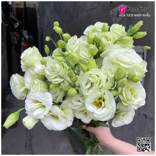 Hoa cát tường xanh lá Hoa cát tường xanh lá