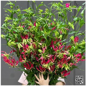Hoa ly lửa