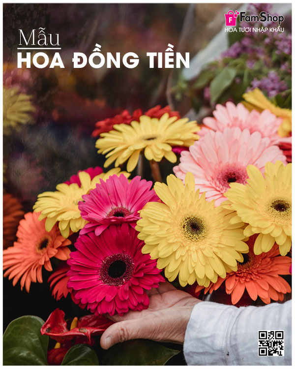 Mẫu hoa đồng tiền