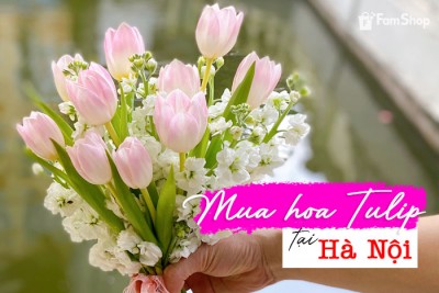 Mua hoa tulip ở Hà Nội