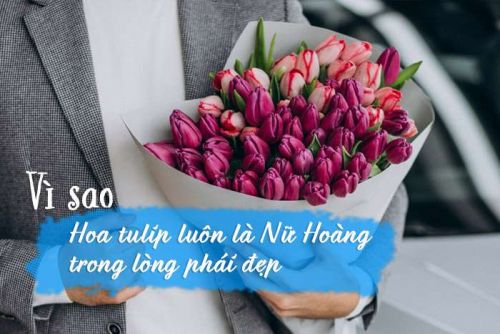 Vì sao hoa tulip luôn là Nữ Hoàng trong lòng phái đẹp