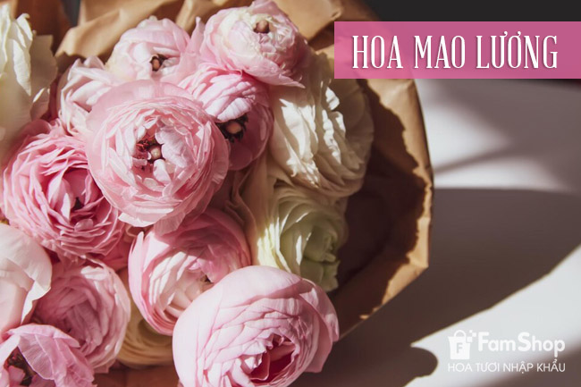 Ý nghĩa hoa mao lương