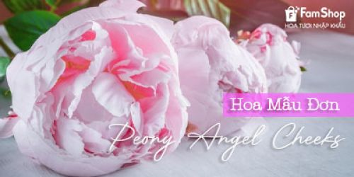 Ý nghĩa hoa mẫu đơn Peony Angel Cheeks